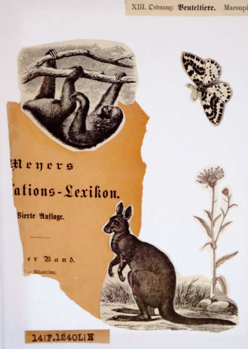 Collage mit Känguru und Faultier
